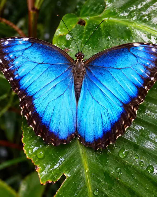Ein leuchtend blauer Schmetterling mit ausgebreiteten Flügeln vor grünem tropischem Blattwerk.